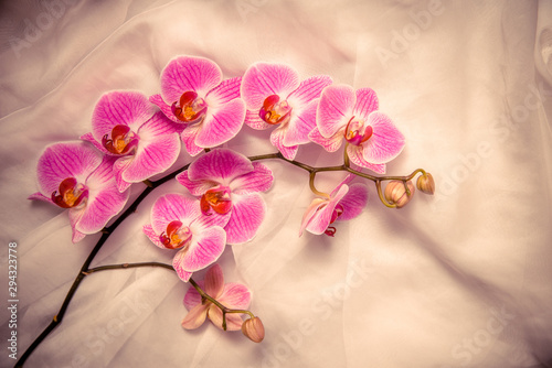 Fototapeta The branch of purple orchids on white fabric background