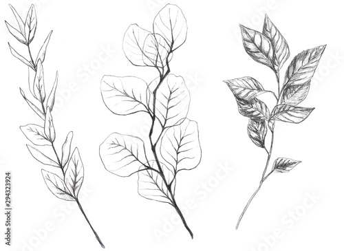 Set of hand drawn branches of eucualiptus, basil and olive