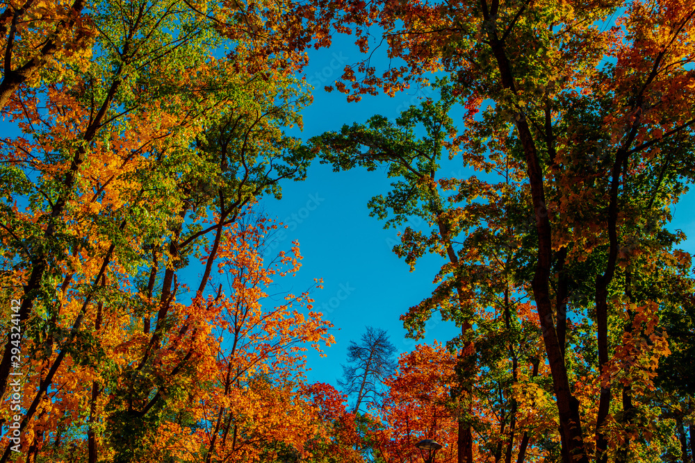 tree crowns in autumn in the forest tree crowns in autumn in the forest