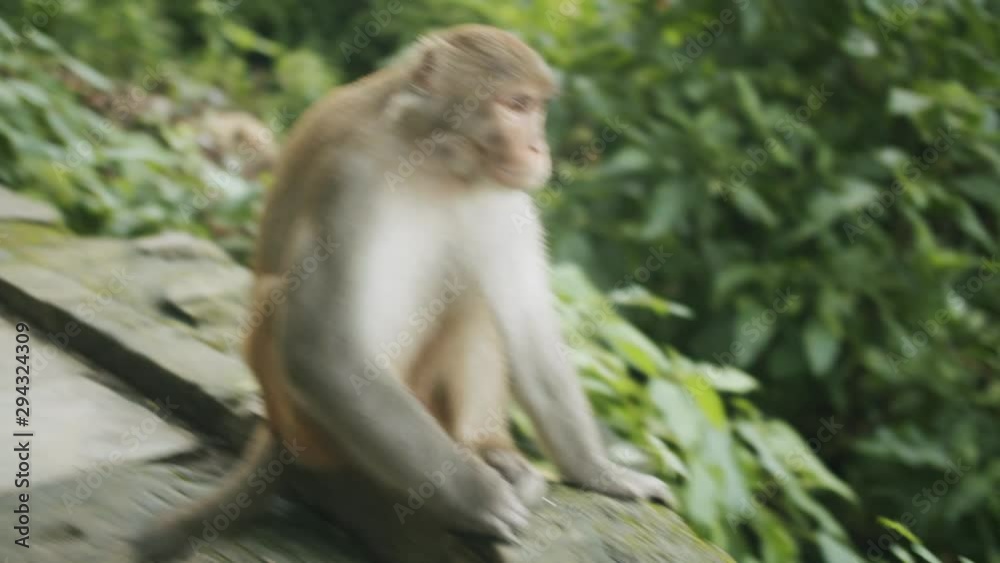 Monkey sitting on a stone and looking around Monkey sitting on a stone and looking around