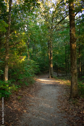 path in the forest