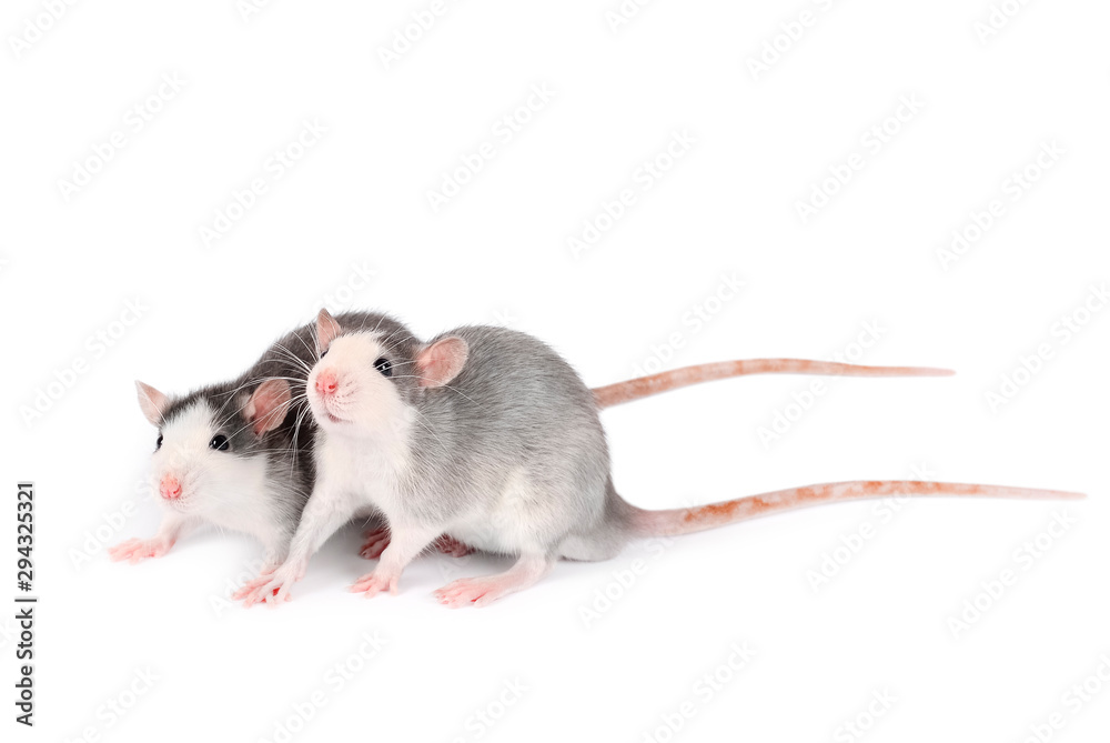Two young gray rats isolated on white background. Rodent pets. Domesticated rats close up. Rats look at something Two young gray rats isolated on white background. Rodent pets. Domesticated rats close up. Rats look at something