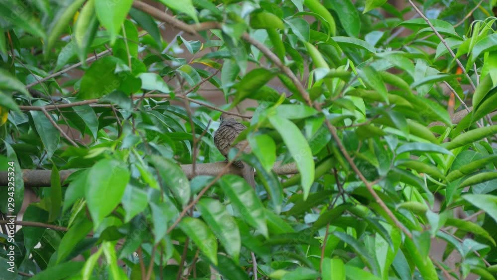 Zebra dove bird perching on tree branch Zebra dove bird perching on tree branch