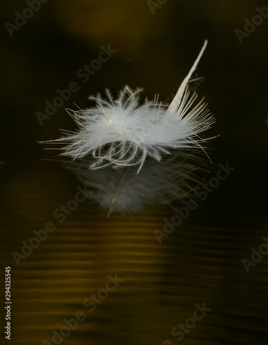 white feather on dark water