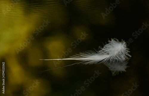 white feather on black background water