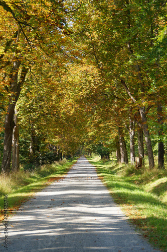 Tree path in a park in a fall season
