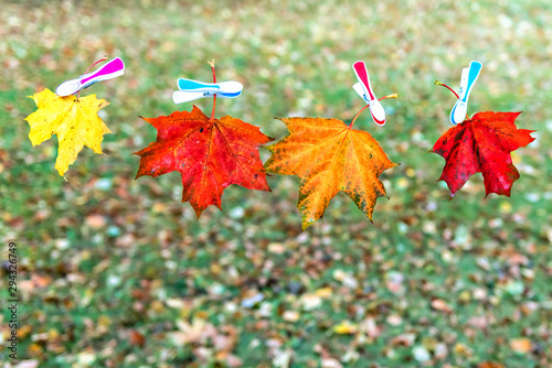 Autumn composition with maple leaves on background of autumnal colorful field...