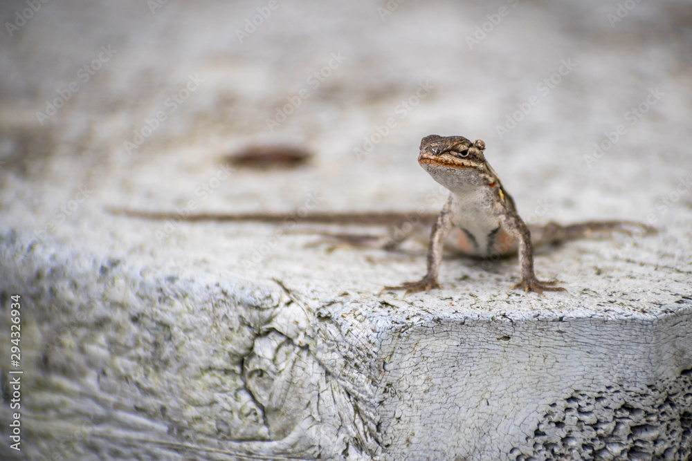 A brown Anole in Laguna Atascosa NWR, Texas A brown Anole in Laguna Atascosa NWR, Texas