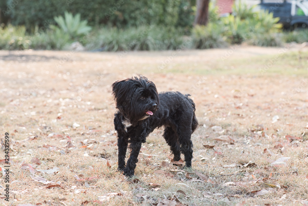 dog on the playing in a park - lhasa poo, lhasa apso cross poodle