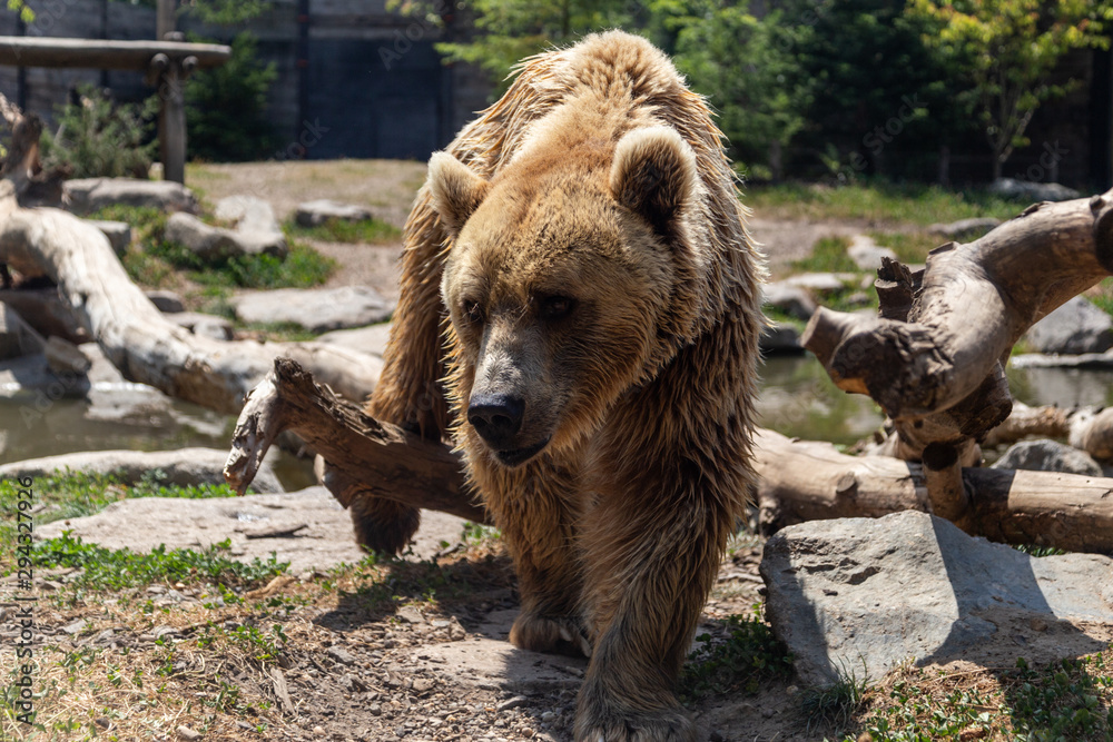Fototapeta premium Un ours brun au zoo d'Amnéville