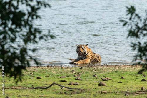 Male Tiger Gabbar seen at Tadoba Andhari Tiger Reserve,Maharashtra,India photo