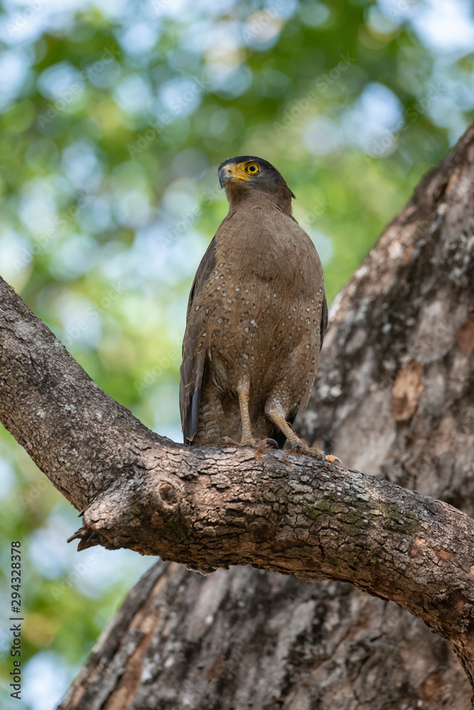 Crested Serpent Eagle seen at Tadoba Andhari Tiger Reserve,Maharashtra,India Crested Serpent Eagle seen at Tadoba Andhari Tiger Reserve,Maharashtra,India