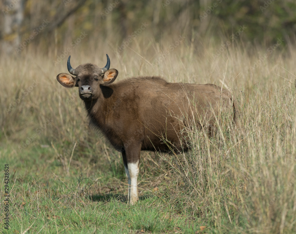 Indian Gaur seen at Tadoba Andhari Tiger Reserve,Maharashtra,India Indian Gaur seen at Tadoba Andhari Tiger Reserve,Maharashtra,India