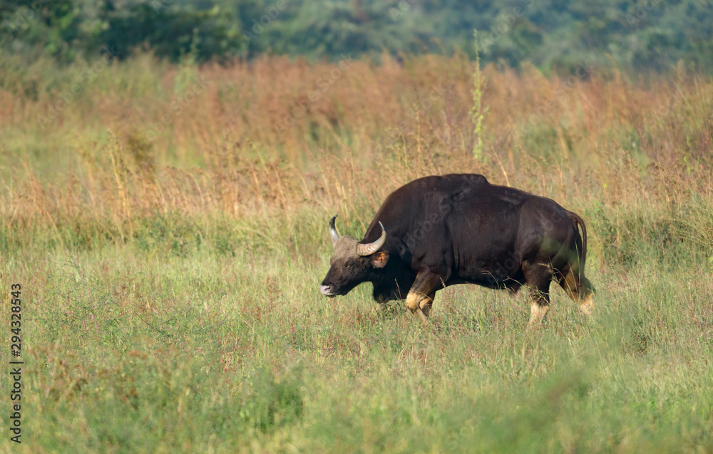 Indian Gaur Male seen at Tadoba Andhari Tiger Reserve,Maharashtra,India Indian Gaur Male seen at Tadoba Andhari Tiger Reserve,Maharashtra,India