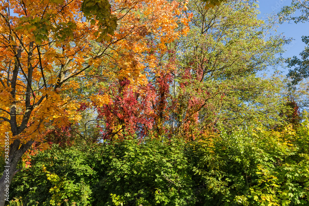 Various trees and shrubs with autumn varicolored leaves