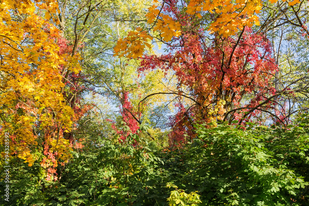 Various trees and shrubs with autumn varicolored leaves Various trees and shrubs with autumn varicolored leaves