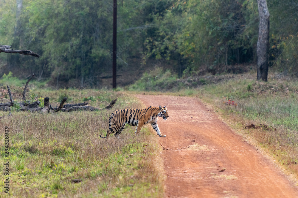 Fototapeta premium Female Tiger near Khatoda Gate seen at Tadoba Andhari Tiger Reserve,Maharashtra,India