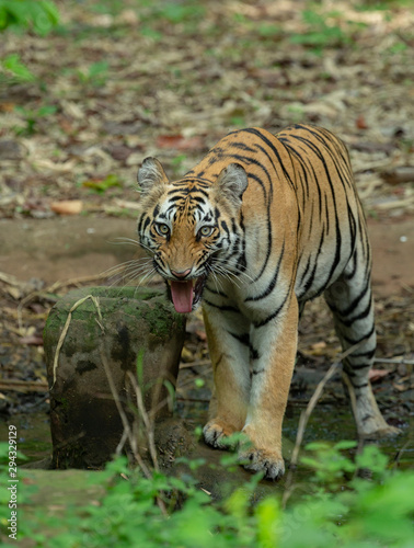 Female Tiger in Kolsa Zone seen grawling at Tadoba Andhari Tiger Reserve,Maharashtra,India photo
