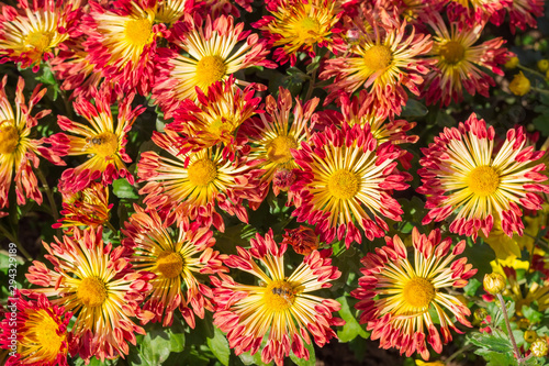 Top view of red with yellow blossoming chrysanthemums, background