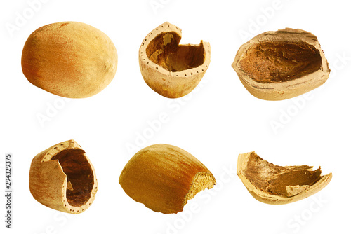Hazelnut Collection. Filbert Nut Shells and Whole Nut Isolated on White Background, Full Depth of Field 