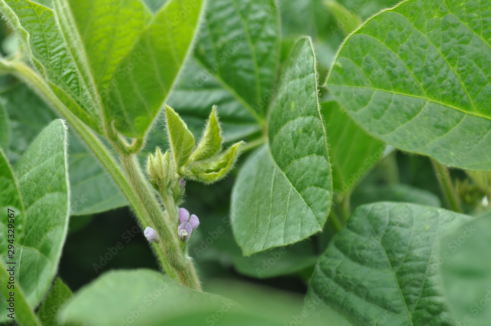 Soybeans with flowers in the field, background image Soybeans with flowers in the field, background image