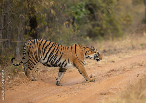 Kuwhani Female Tiger crossing the road seen at Tadoba Andhari Tiger Reserve,Maharashtra,India © amit