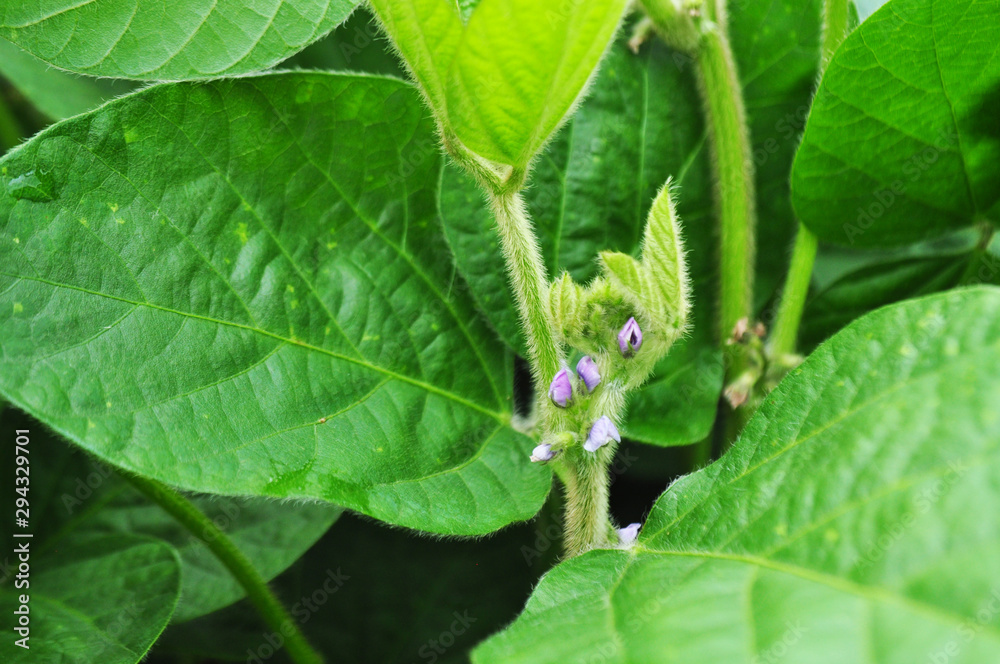 Soybeans with flowers in the field, background image Soybeans with flowers in the field, background image