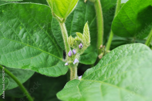 Soybeans with flowers in the field, background image