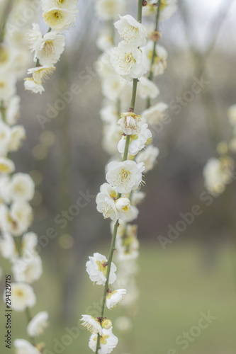 白い枝垂れ梅 © hoom1346
