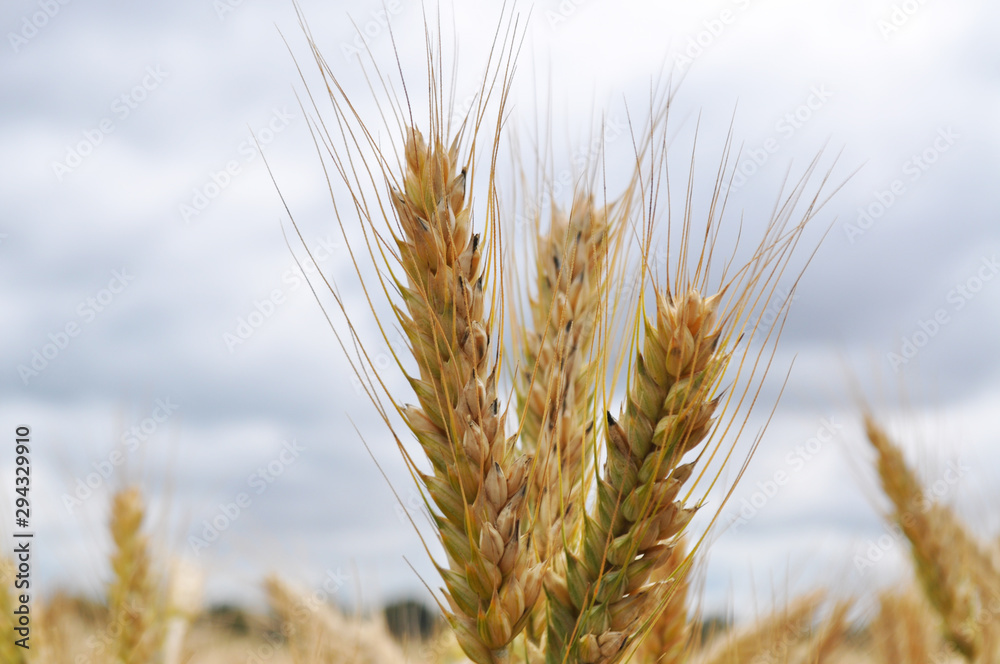 Rye in the field, background image, close up
