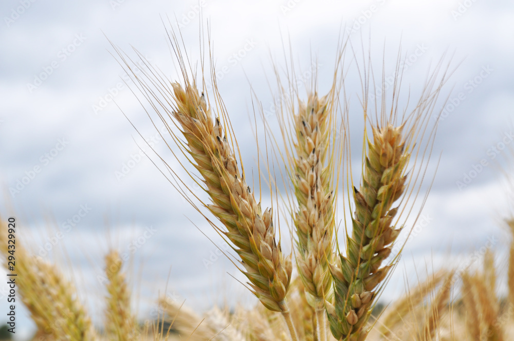 Rye in the field, background image, close up Rye in the field, background image, close up