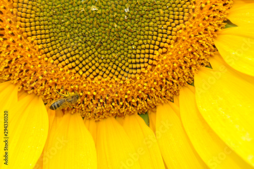 Beautiful sunflower flowers in the field  close up