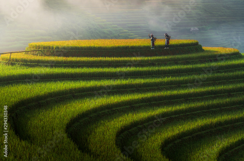 Landscape rice fields on te...