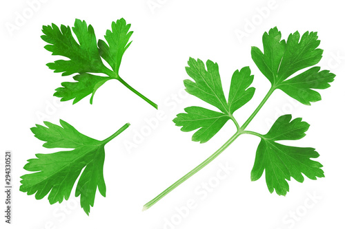 Parsley Collection. Fresh Parsley Herb Isolated on White 