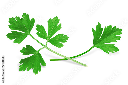 Parsley Isolated on White. Fresh Parsley Herb, Full Depth of Field