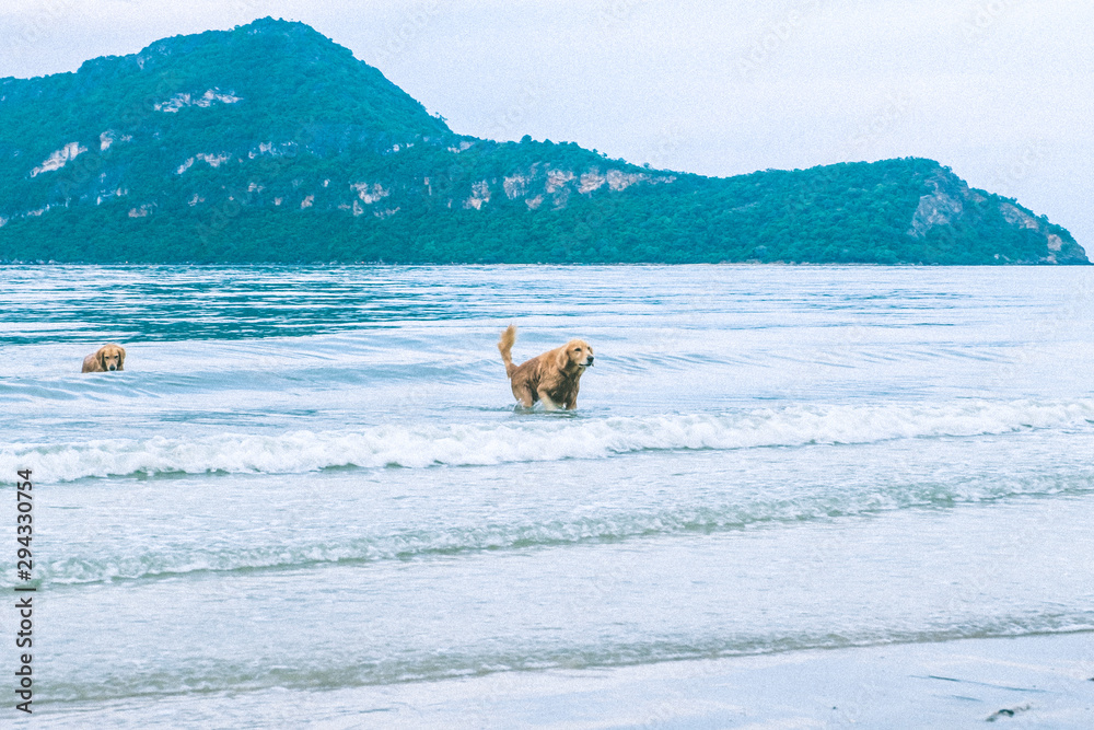 Naklejka premium golden retriever dog relaxing, playing in the sea for retirement or retired relax vacation holiday