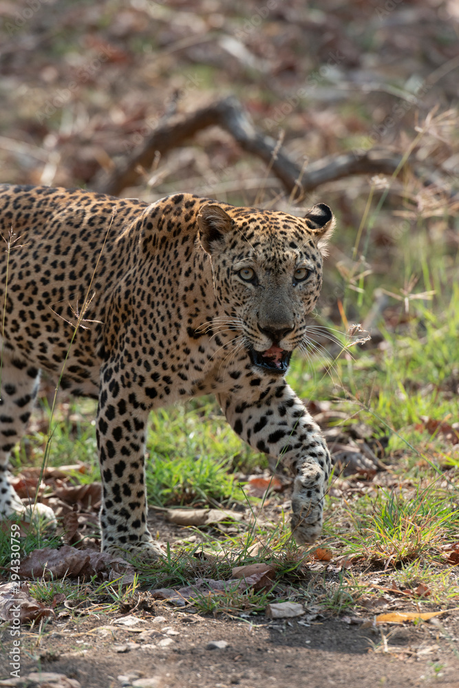 Male Leopard walking seen at Tadoba Andhari Tiger Reserve,Maharashtra,India Male Leopard walking seen at Tadoba Andhari Tiger Reserve,Maharashtra,India