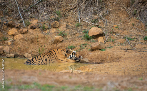 Male Tiger Matkasur seen in waterhole at Tadoba Andhari Tiger Reserve,Maharashtra,India photo