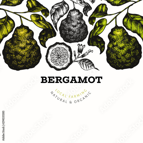Bergamot branch design template. Kaffir lime frame. Hand drawn vector fruit illustration. Vintage citrus background.