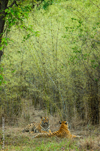 Tiger Maya And Gabbar seen  at Tadoba Andhari Tiger Reserve,Maharashtra,India photo