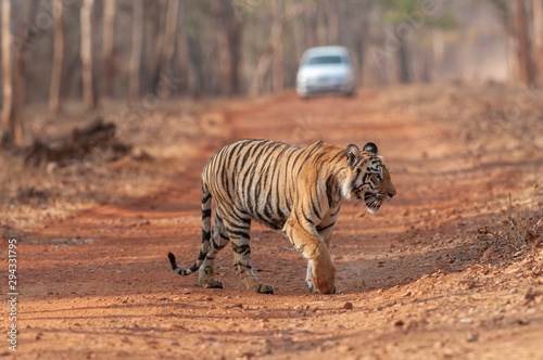 Tiger cubs near Forest Trail at Tadoba Andhari Tiger Reserve Maharashtra India