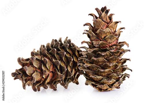 Cones of cedar pine isolated on white background.