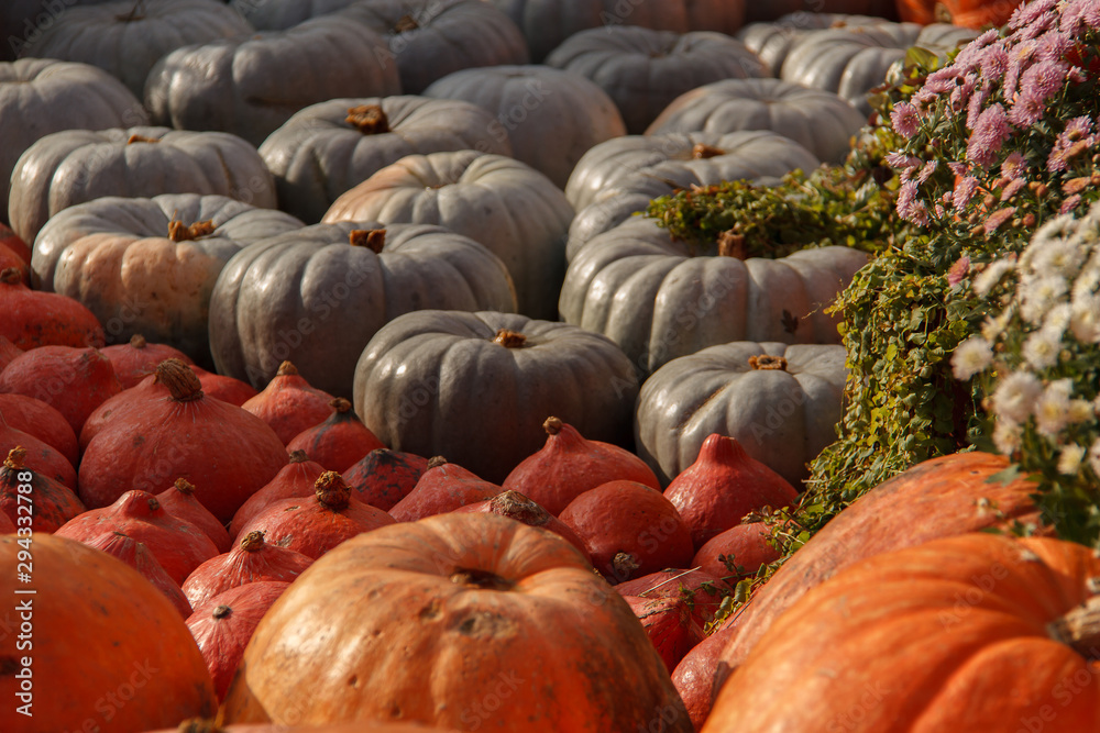 A lot of different pumpkins are laid out in rows - background for Thanksgiving and Halloween.