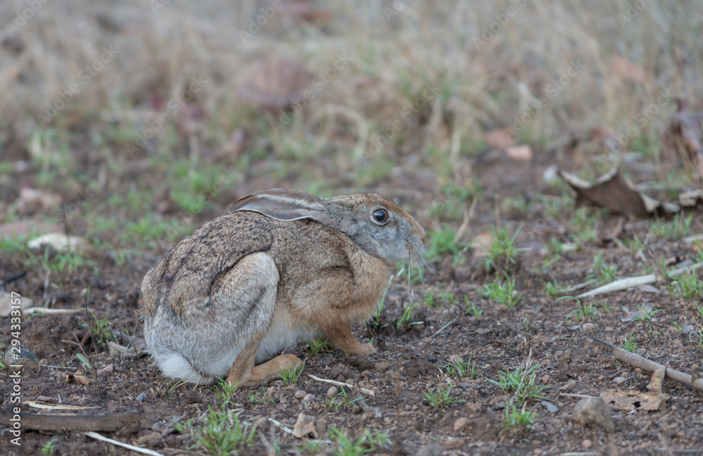 Grey Naped Hare seen at Tadoba Andhari Tiger Reserve,Maharashtra,India Grey Naped Hare seen at Tadoba Andhari Tiger Reserve,Maharashtra,India