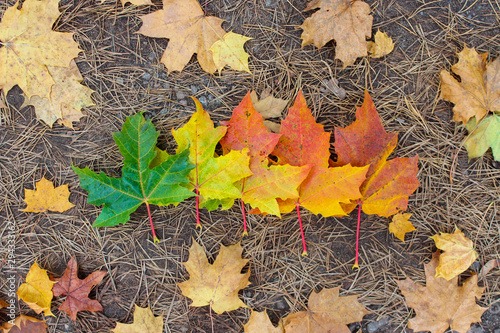 five autumn leaves on the ground. autumn stages: green, yellow, orange. nature background