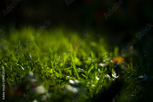 Background or texture of bright  tall  fresh  summer grass.