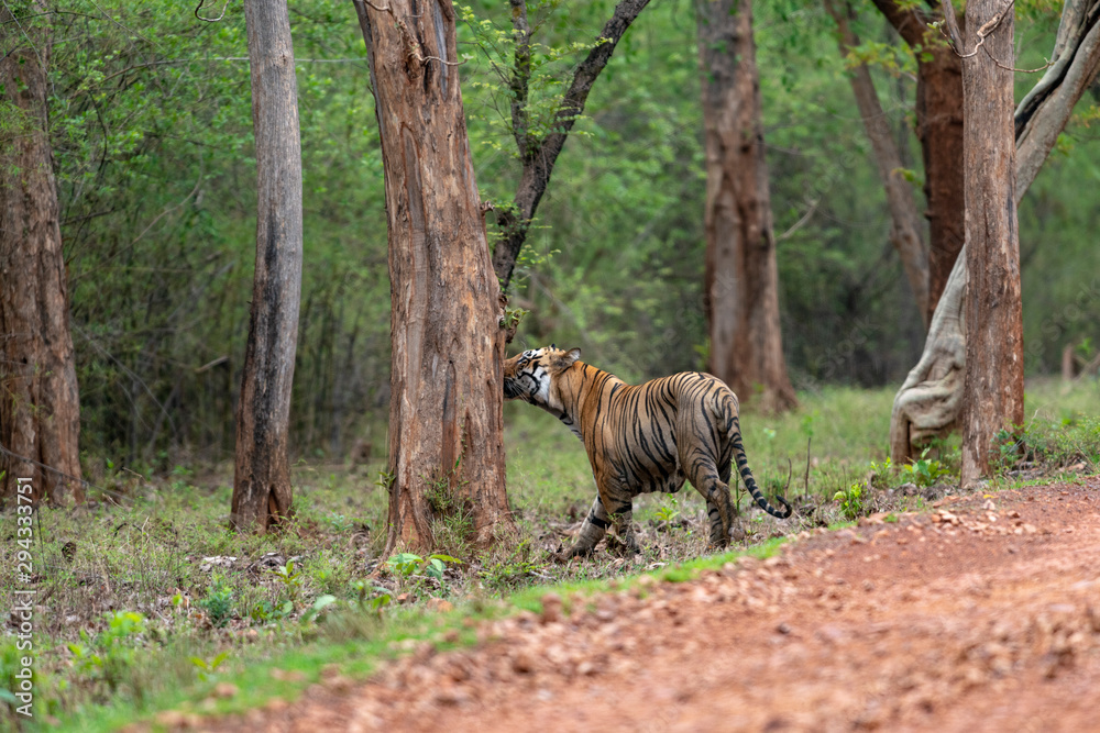 Male Tiger Namdev seen at Tadoba Andhari Tiger Reserve,Maharashtra,India Male Tiger Namdev seen at Tadoba Andhari Tiger Reserve,Maharashtra,India