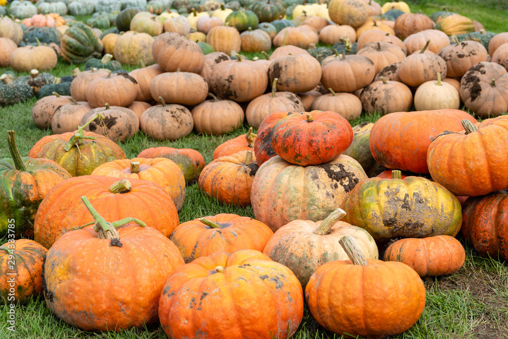 Sorting Pumpkins Sorting Pumpkins