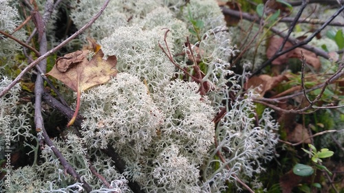 Star-tipped Reindeer Lichen. Beautiful air moss grows in a forest among other forest vegetation. Cladina stellaris. White reindeer moss photo  Northern Lichen. Arctic boreal zone