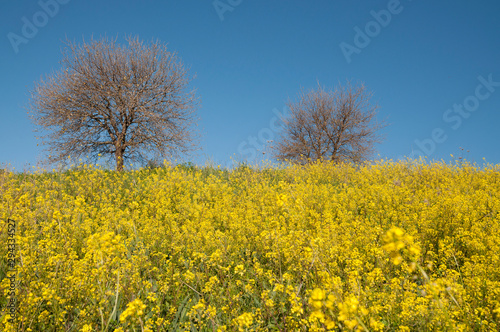 Wild mustard flowers in nature
